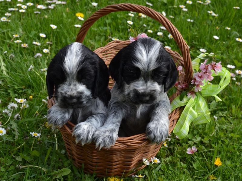 45 - Laky, Lady Abigail.JPG